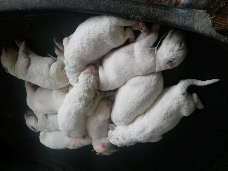 De La Notte Di Stella - Berger Blanc Suisse - Portée née le 03/10/2014