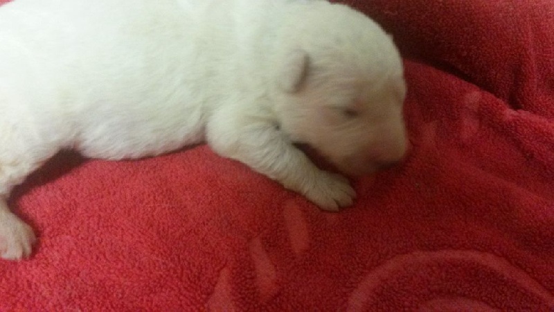 De La Notte Di Stella - Chiots disponibles - Berger Blanc Suisse