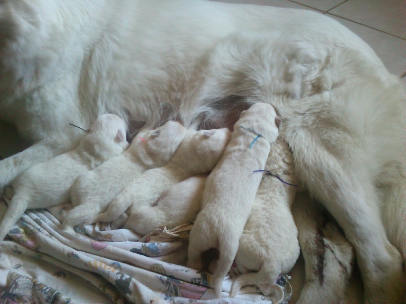 De La Notte Di Stella - Berger Blanc Suisse - Portée née le 01/07/2013