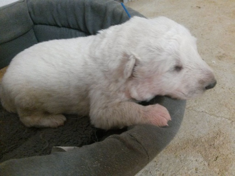 De La Notte Di Stella - Berger Blanc Suisse - Portée née le 03/11/2014